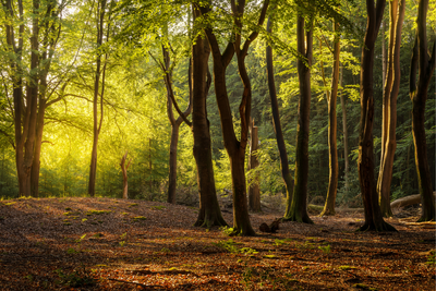 Blackwood Estate Woodland Project Feasibility Study - Community Enterprise