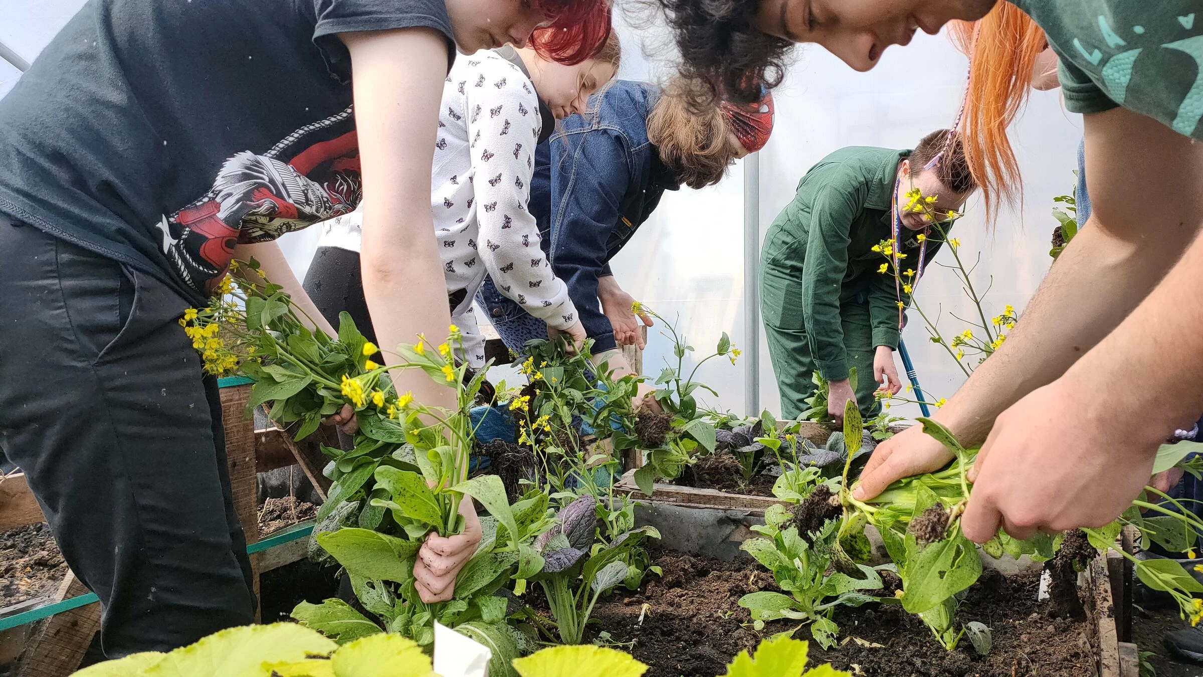 People working together, pulling out weeds